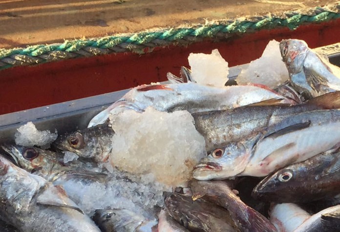 Histórico decomiso de pesca ilegal y aplicación de millonaria multa | Diario Pampero