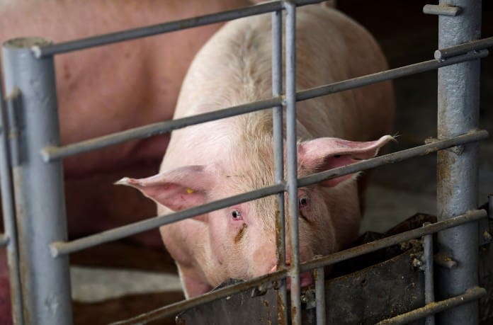 Argentina: Proyecto de granjas porcinas financiadas por China genera  preocupación para el medio ambiente - Diálogo Américas