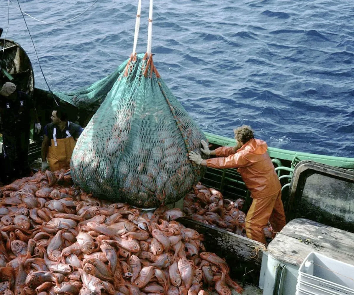 Pesca de calamar en la Argentina